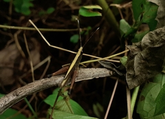 Phlaeoba antennata