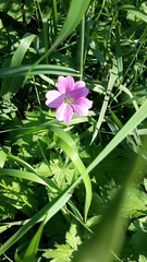 Geranium endressii