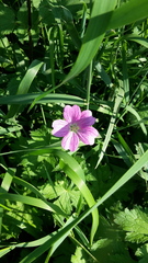Geranium endressii