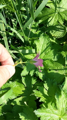 Geranium endressii