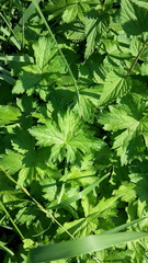 Geranium endressii