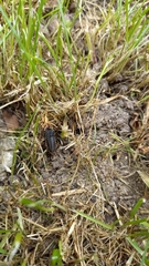 Cantharis fusca