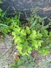 Euphorbia peplus