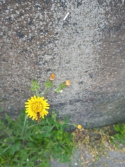 Episyrphus balteatus
