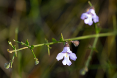 Prostanthera sejuncta