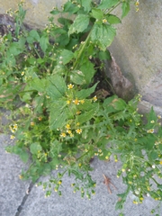 Galinsoga quadriradiata