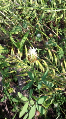 Trifolium alexandrinum