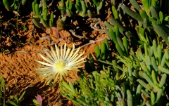 Cephalophyllum framesii