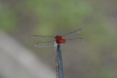 Crocothemis servilia mariannae