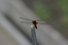 Crocothemis servilia mariannae