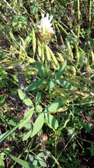 Trifolium alexandrinum