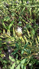 Trifolium alexandrinum