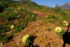 Cephalophyllum tricolorum