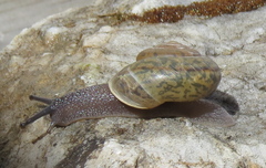 Helminthoglypta isabella