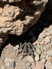 Hogna hawaiiensis