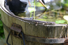 Takydromus tachydromoides