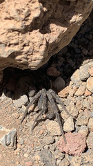Hogna hawaiiensis