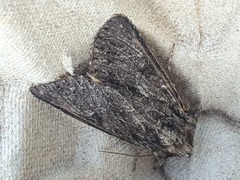 Apamea monoglypha