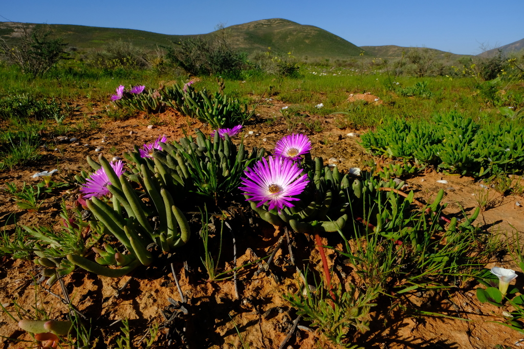 Cephalophyllum pulchrum (Pink Spike Iceplant)