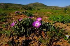Cephalophyllum pulchrum