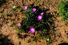 Cephalophyllum pulchrum