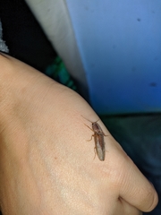 Stenagostus rhombeus