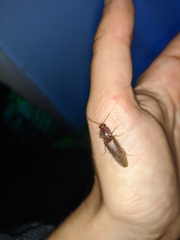 Stenagostus rhombeus