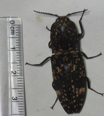 Cryptalaus sordidus