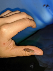 Stenagostus rhombeus