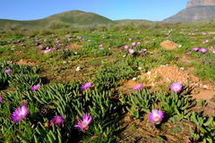 Cephalophyllum pulchrum