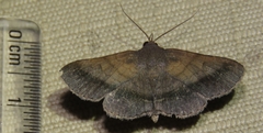 Mecodina