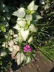 Lamium maculatum