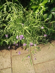 Lavandula angustifolia