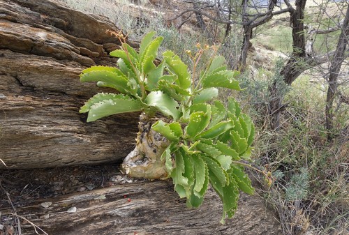 Cyphostemma bainesii
