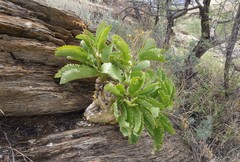 Cyphostemma bainesii