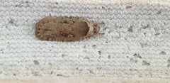 Agonopterix ocellana