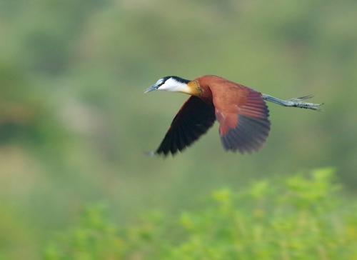 African Jacana