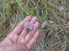 Allium lineare