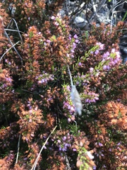 Erica nudiflora