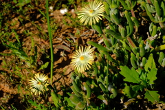 Delosperma crassum