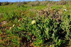 Delosperma crassum