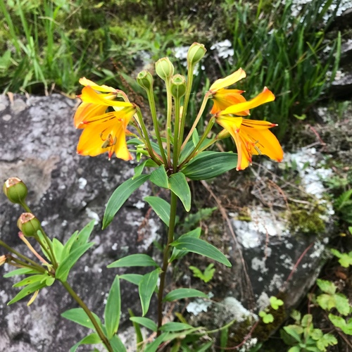 Alstroemeria foliosa (Alstroemeria foliosa)