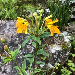 Alstroemeria foliosa