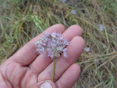 Allium lineare