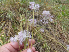 Allium lineare