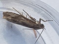 Eucosma cana
