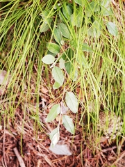 Cotoneaster melanocarpus