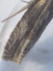 Eucosma cana