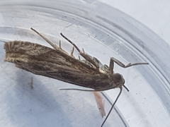 Eucosma cana