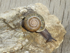 Helminthoglypta isabella